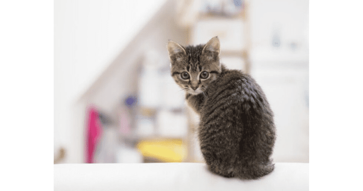 腰痛の猫背が10秒ストレッチで2ヶ月後に背筋ピンッ！