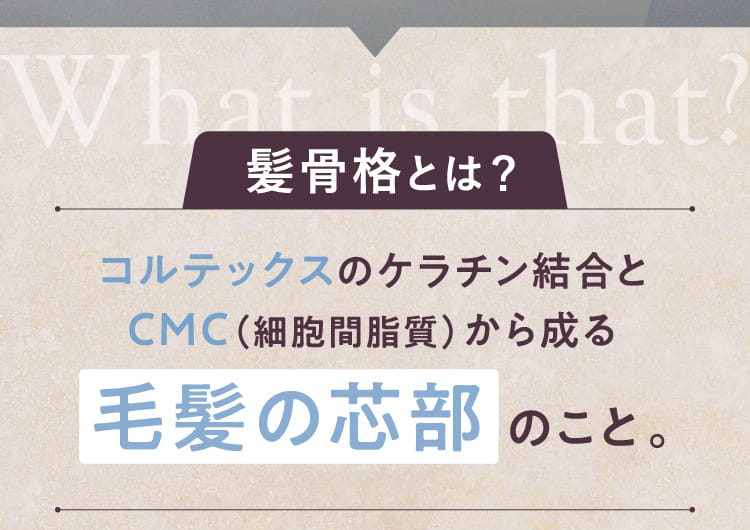 髪骨格とは？