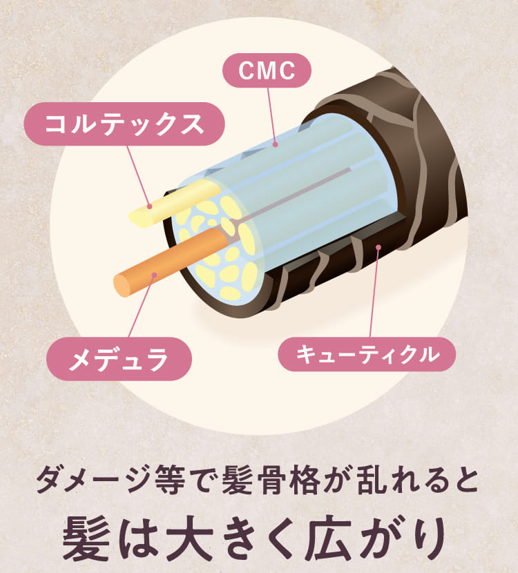 ダメージ等で髪骨格が乱れると髪は大きく広がり
