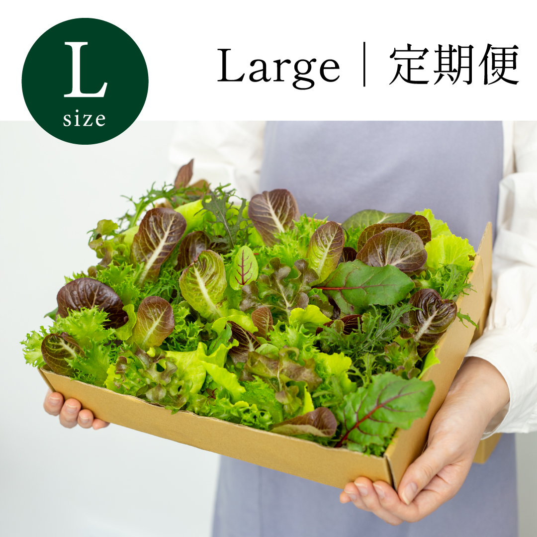 Large｜定期便 常備野菜 