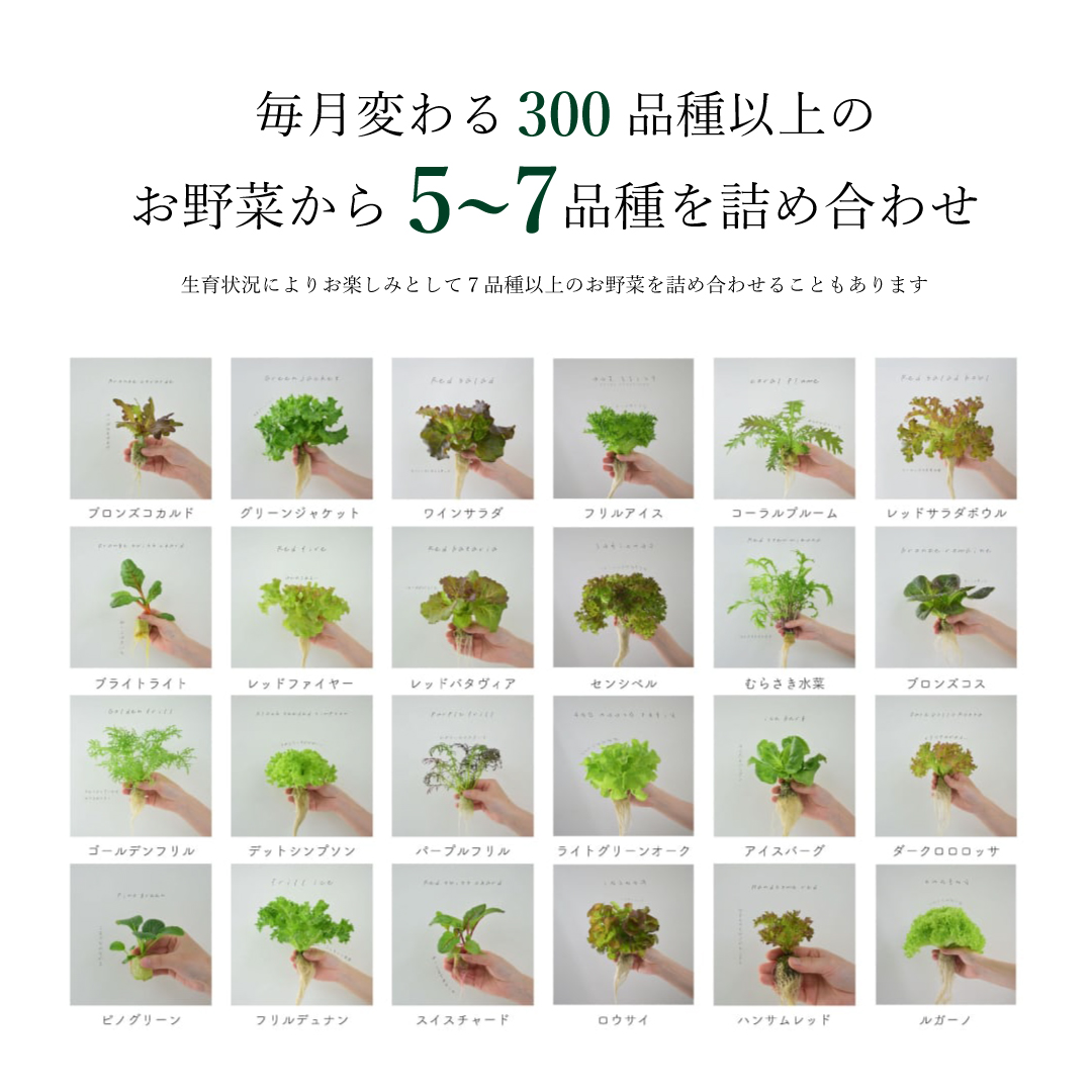 ギフト│常備野菜の贈り物