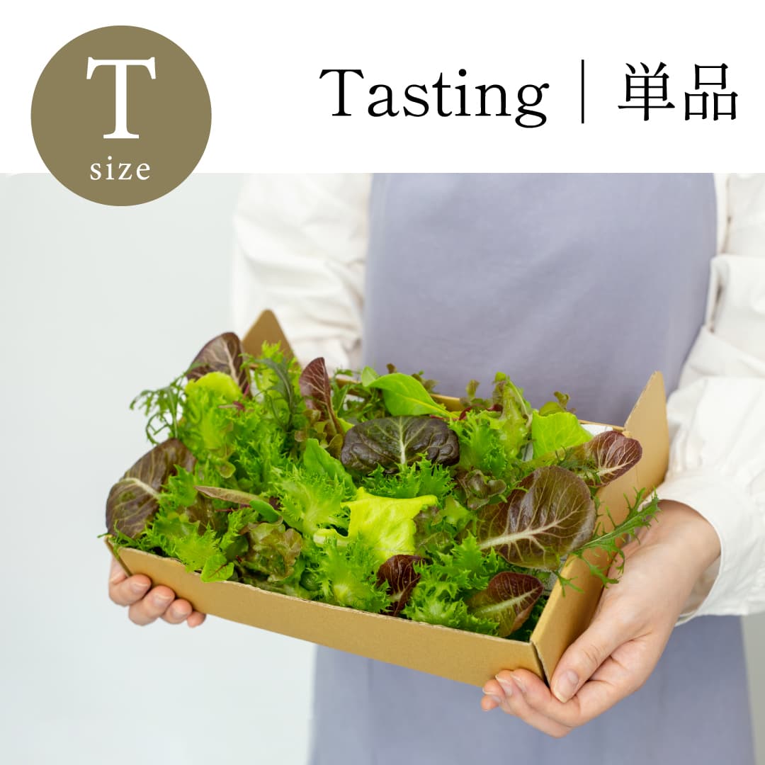 Tasting｜単品 常備野菜