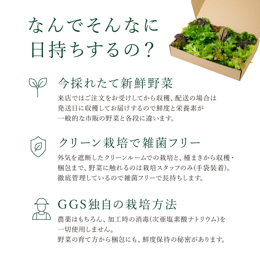 Regular｜定期便 常備野菜