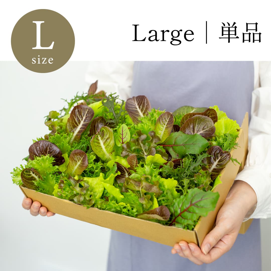 Large｜単品 常備野菜