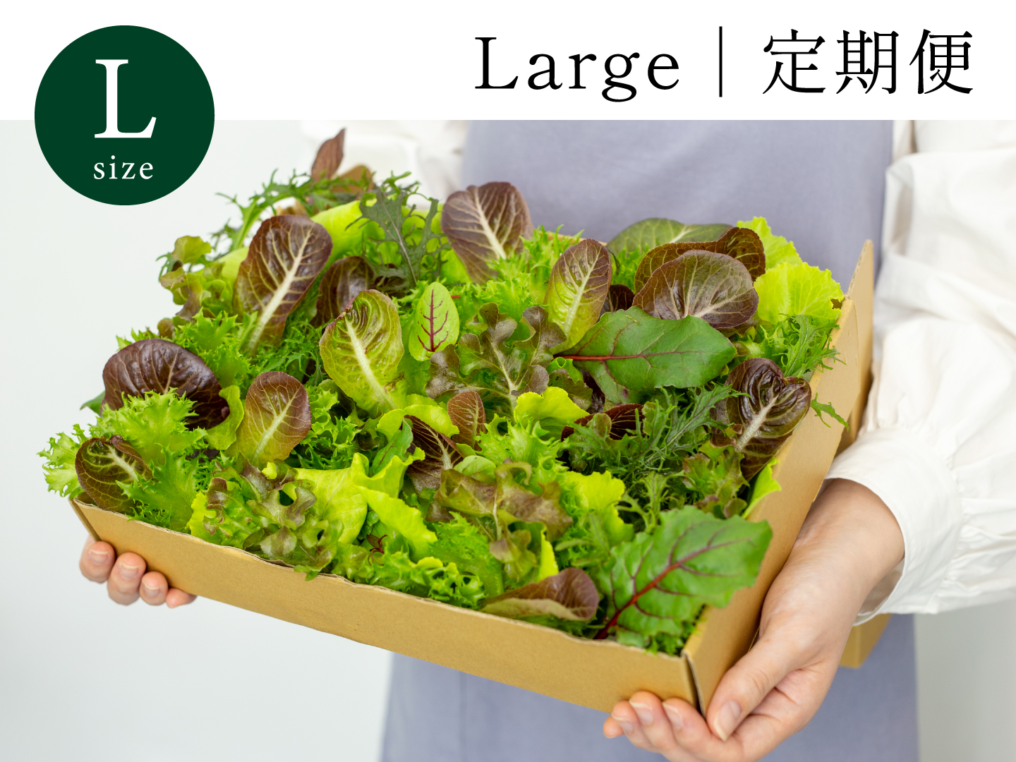 Large｜定期便 常備野菜 