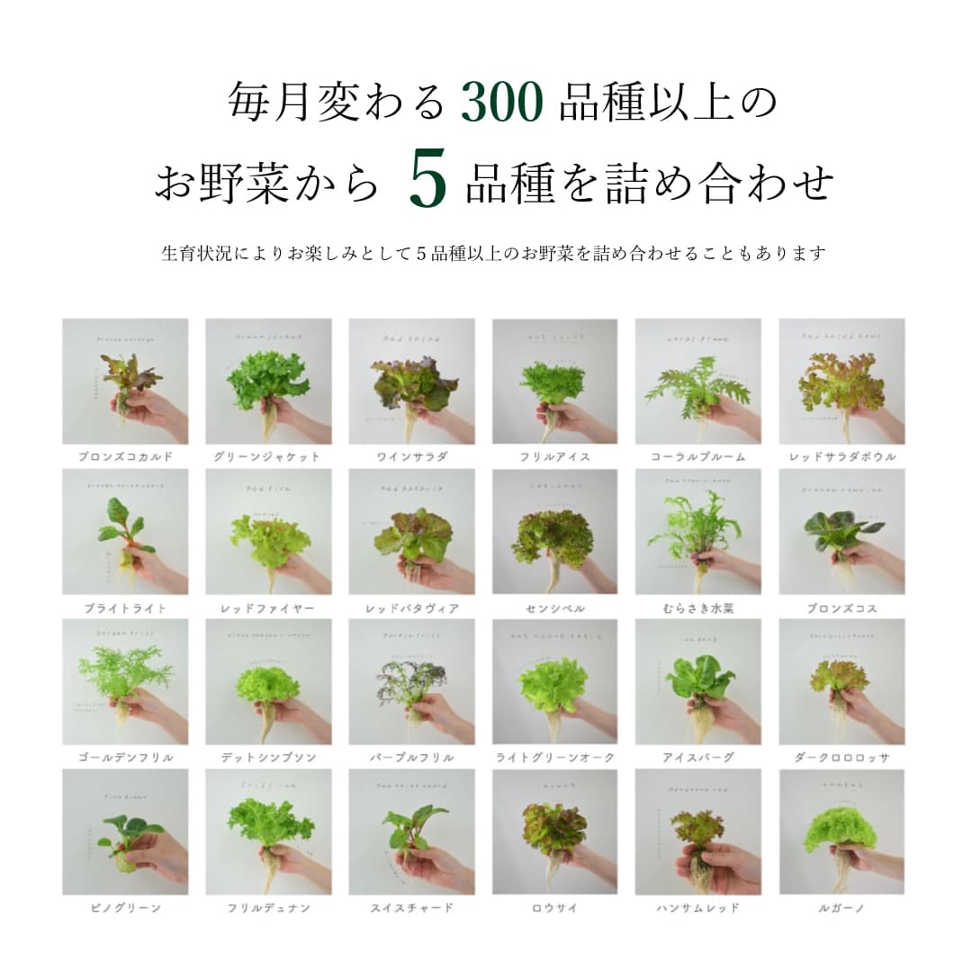 Regular｜単品 常備野菜