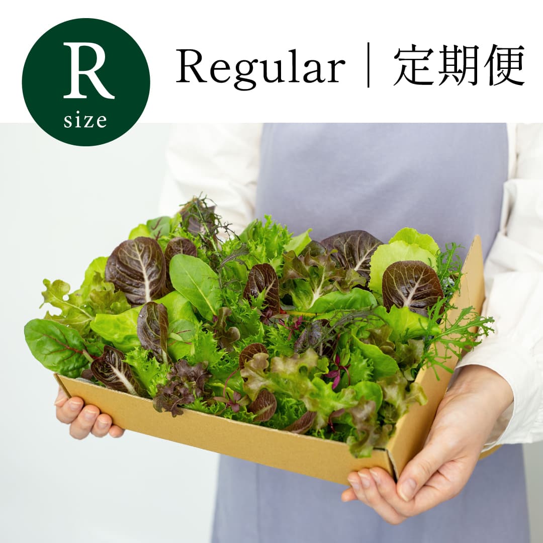 Regular｜定期便 常備野菜