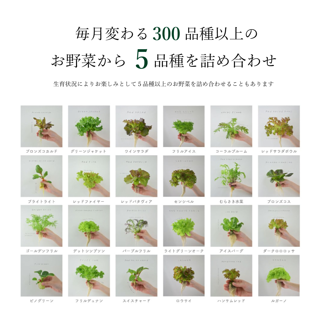 Large｜定期便 常備野菜 