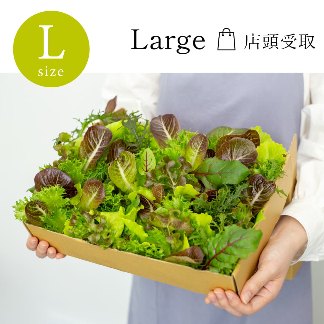 【店頭受取】 Large｜単品 常備野菜