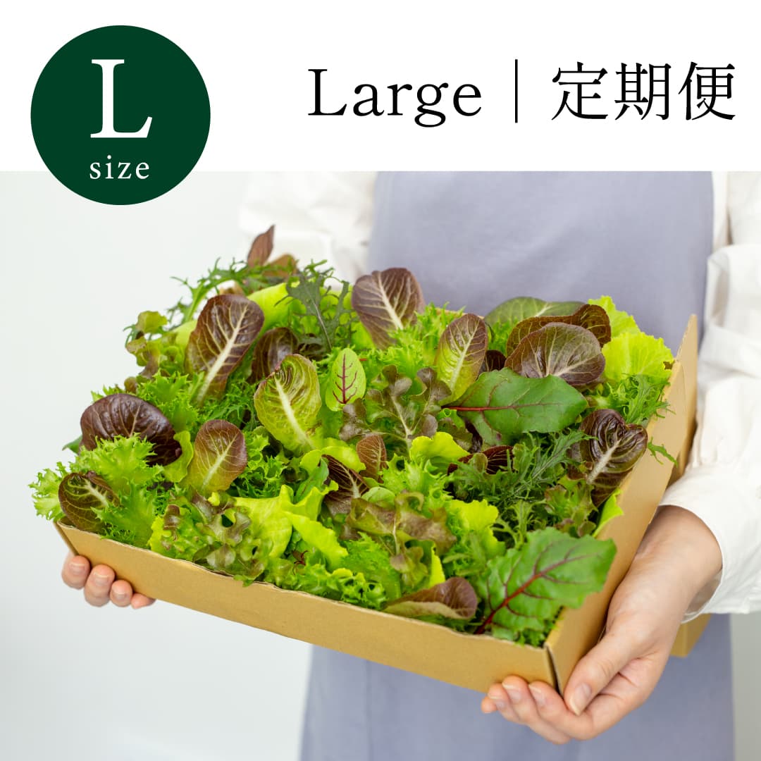 Large｜定期便 常備野菜 