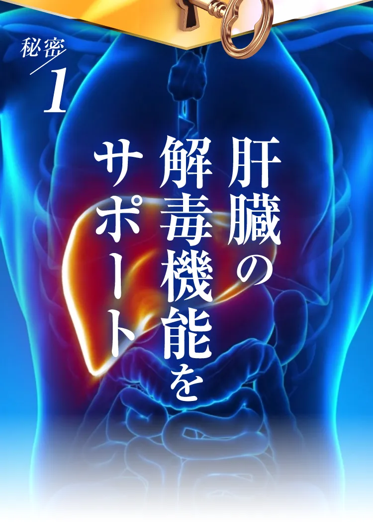 解毒機能サポート｜肝臓パワフル習慣