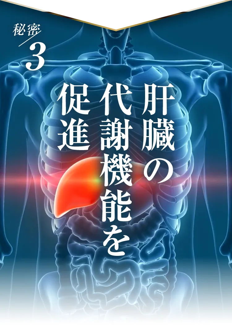 代謝機能促進｜肝臓パワフル習慣