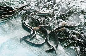 山田水産　うなぎ４匹セット