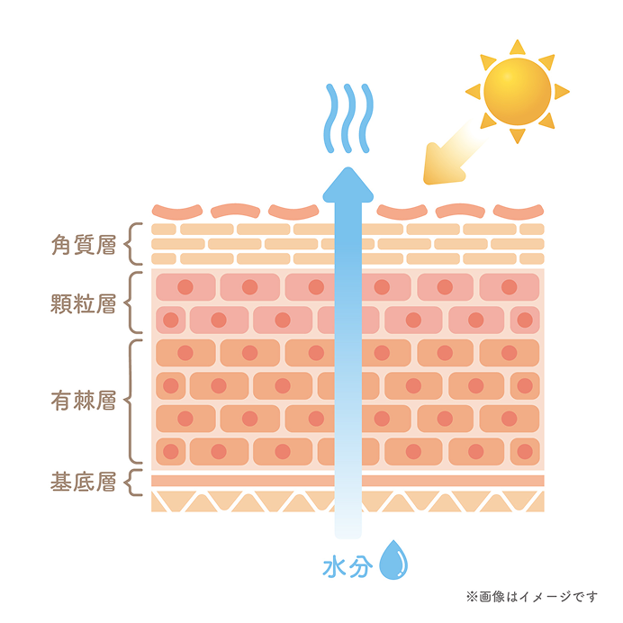 角質層の水分不足の画像