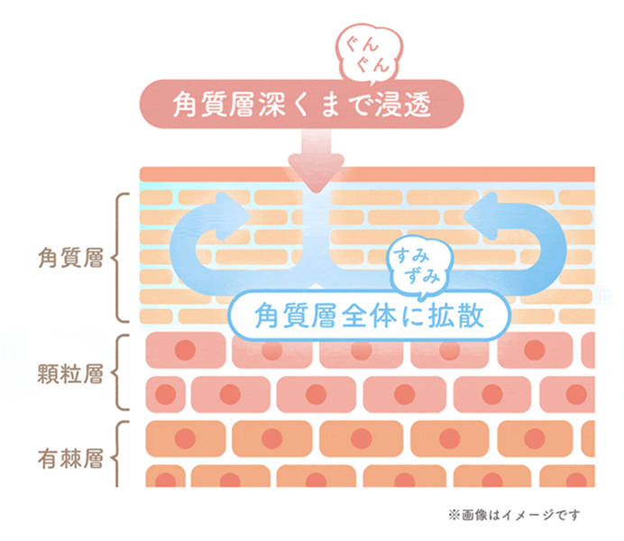 乳酸菌発酵エキスの効果イメージ画像