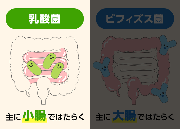 乳酸菌とビフィズス菌のはたらく場所の違い