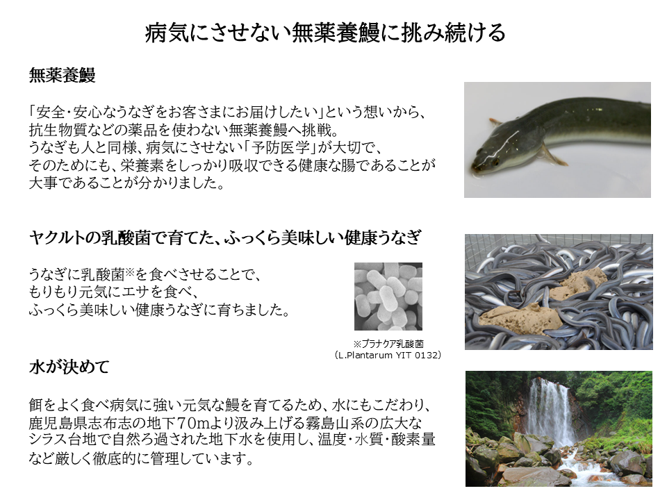 病気にさせない無薬養鰻イメージ 新
