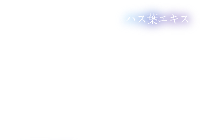 ハス葉エキス
