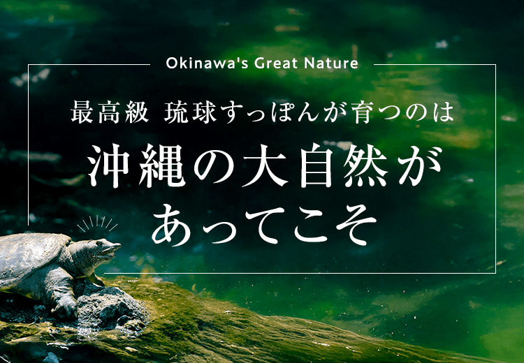 最高級 琉球すっぽんが育つのは沖縄の大自然があってこそ