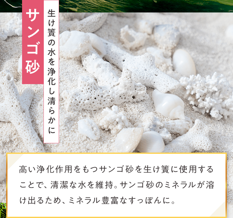 サンゴ砂