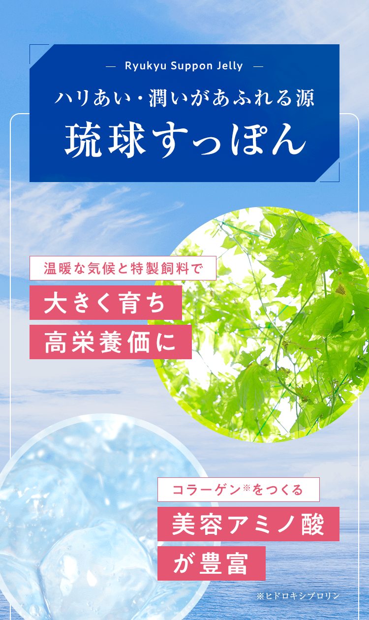 琉球すっぽん