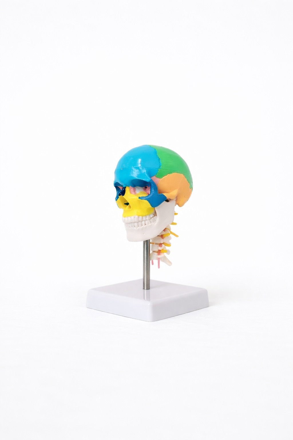 頭蓋骨模型