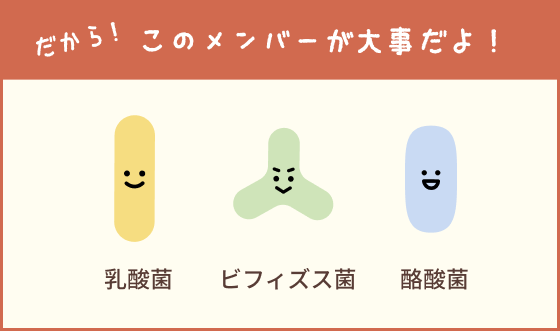 乳酸菌・ビフィズス菌・酪酸菌の組み合わせが大事