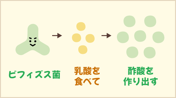 ビフィズス菌が酢酸（さくさん）を作り出す