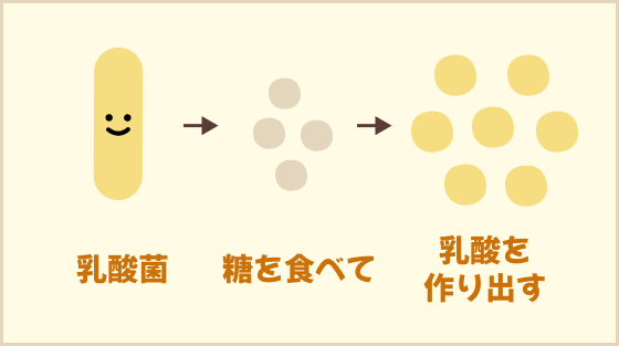 乳酸菌が乳酸を出す図
