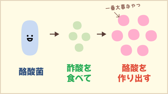 酪酸菌が酪酸を出す図
