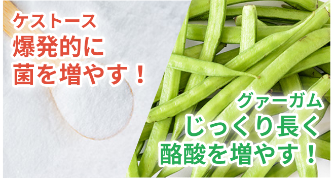 ケストースとグァーガム