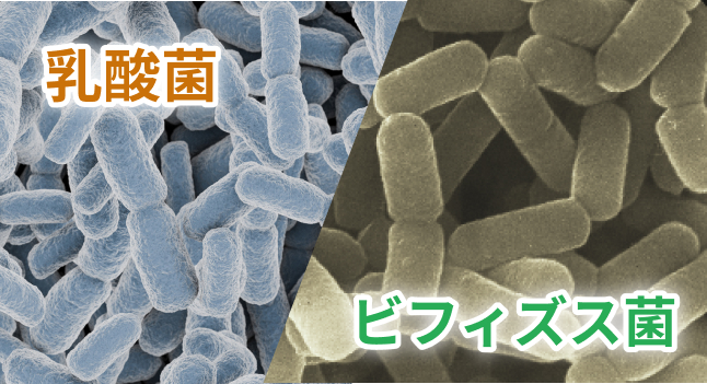 乳酸菌とビフィズス菌