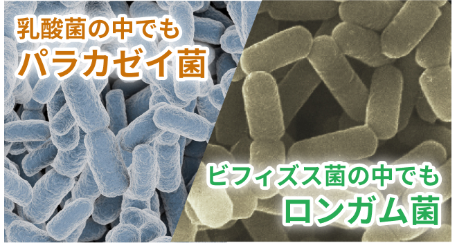 パラカゼイ菌とロンガム菌