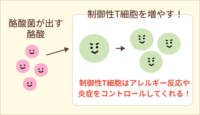 酪酸が制御性T細胞を増やす