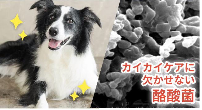カイカイ対策に酪酸菌は欠かせない