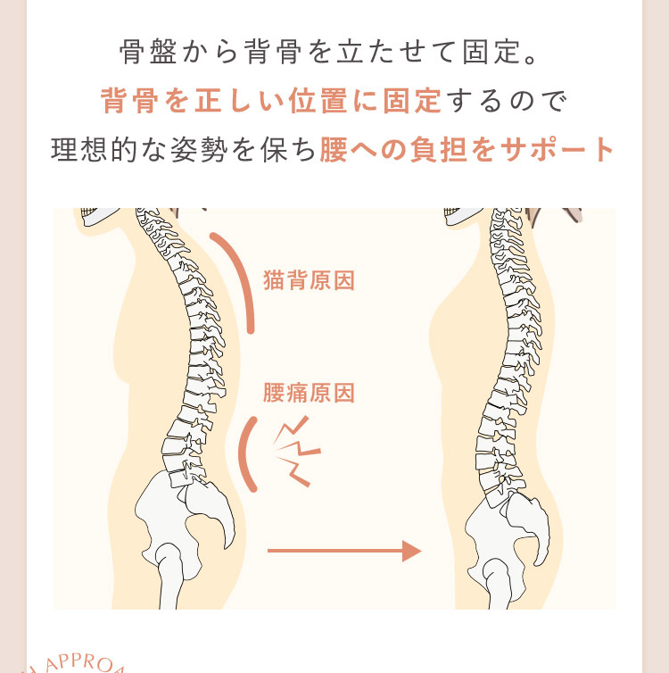 骨盤から背骨を立たせて固定