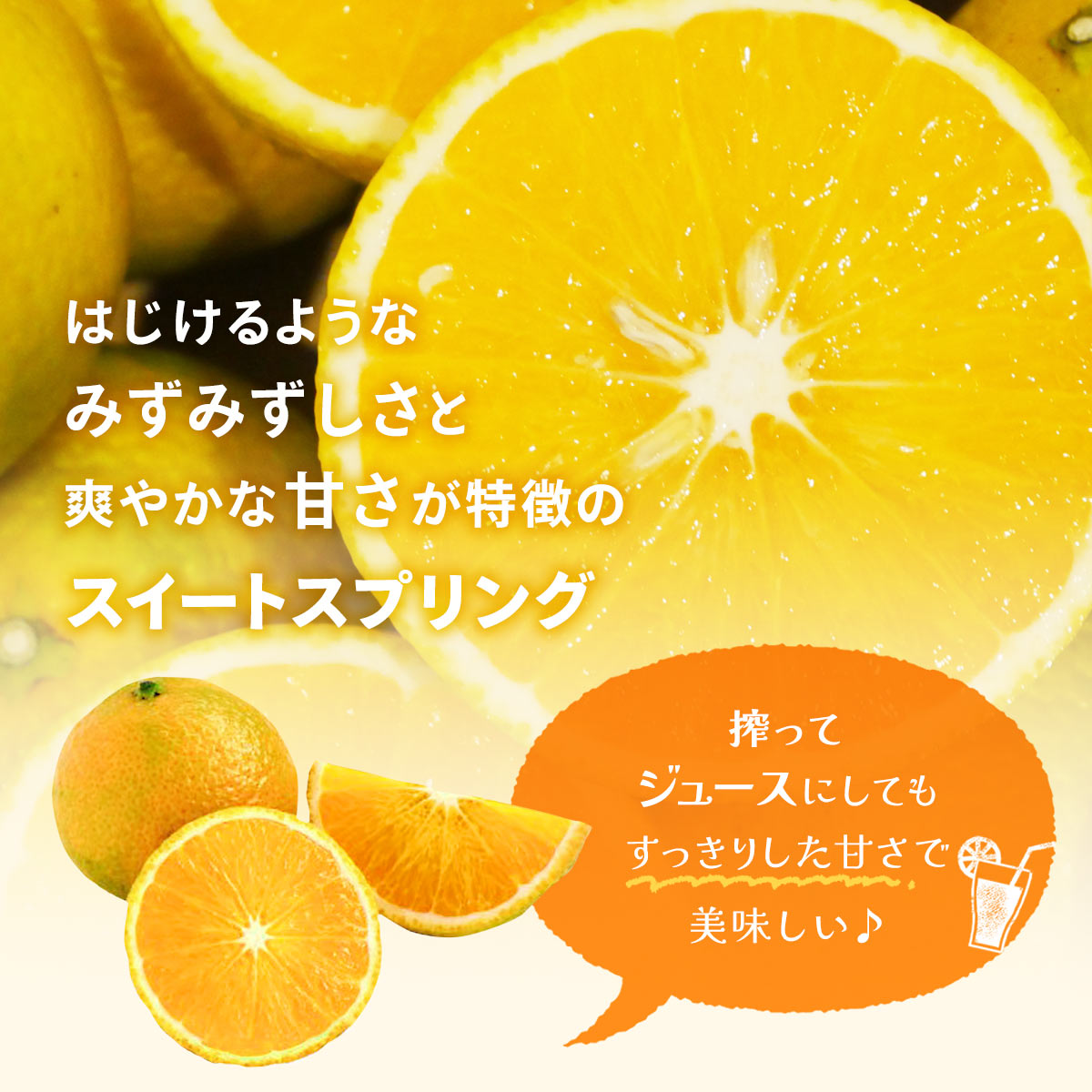 スイートスプリング【化粧箱】