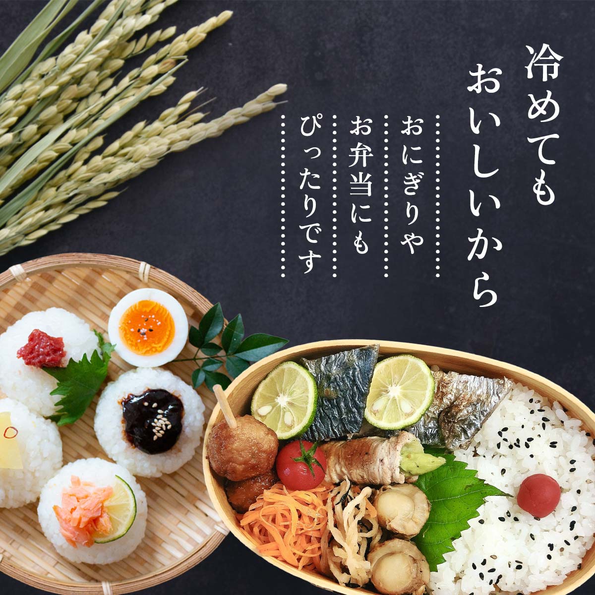 【令和7年産】宮崎県産 こしひかり 5kg×2