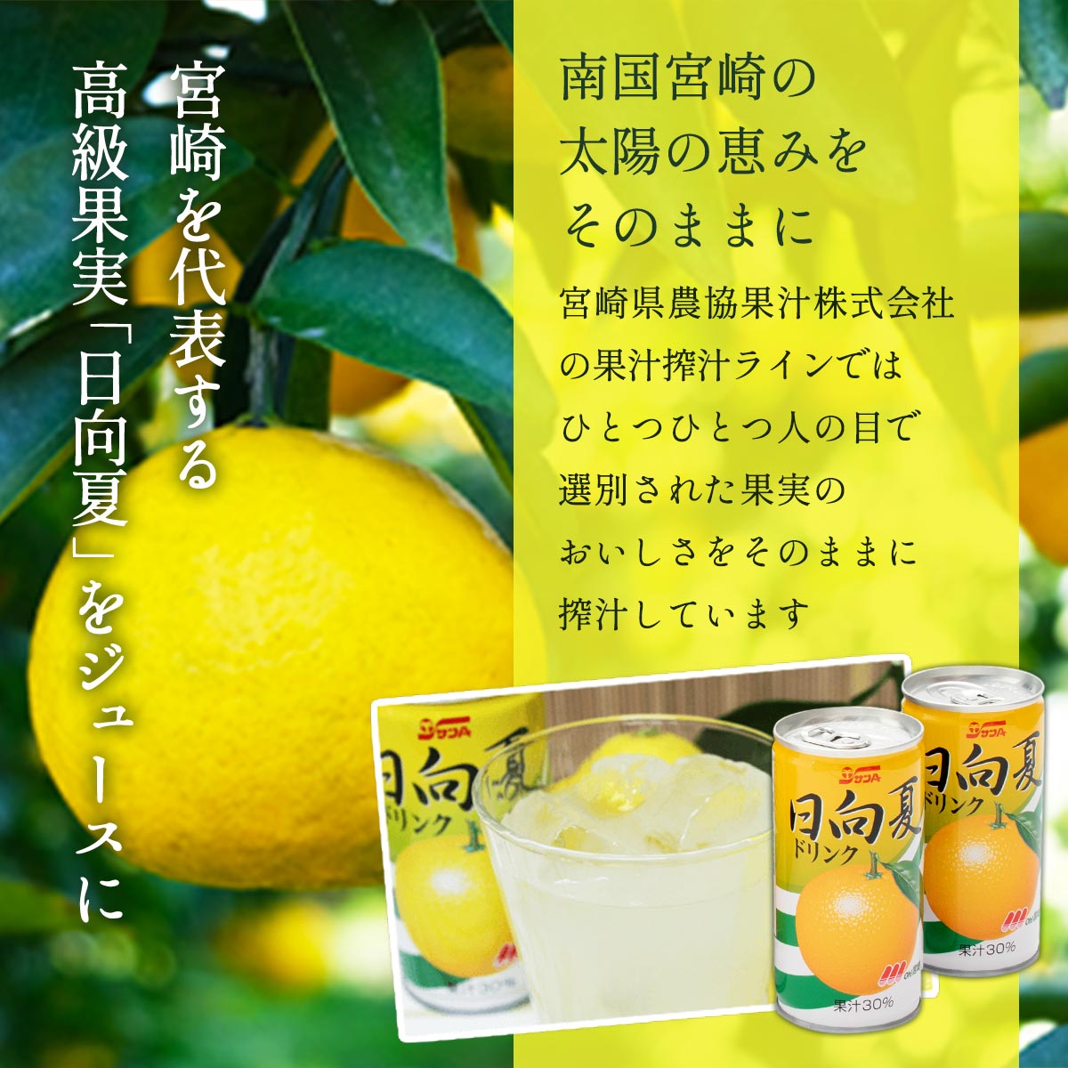 サンA 新1日分の12の果実