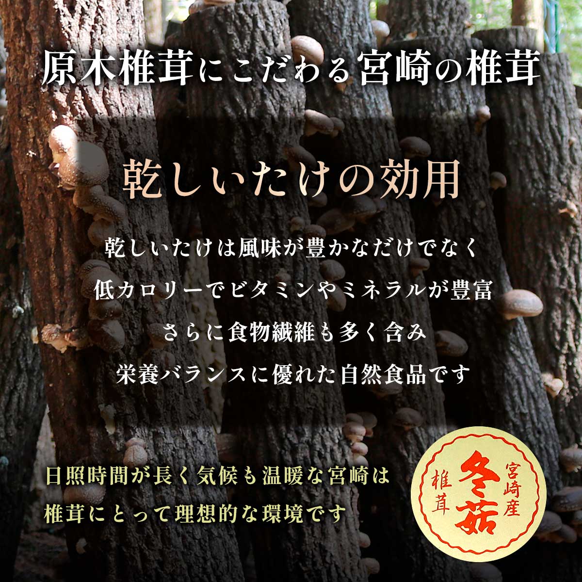 椎茸ギフト どんこ椎茸(90g)