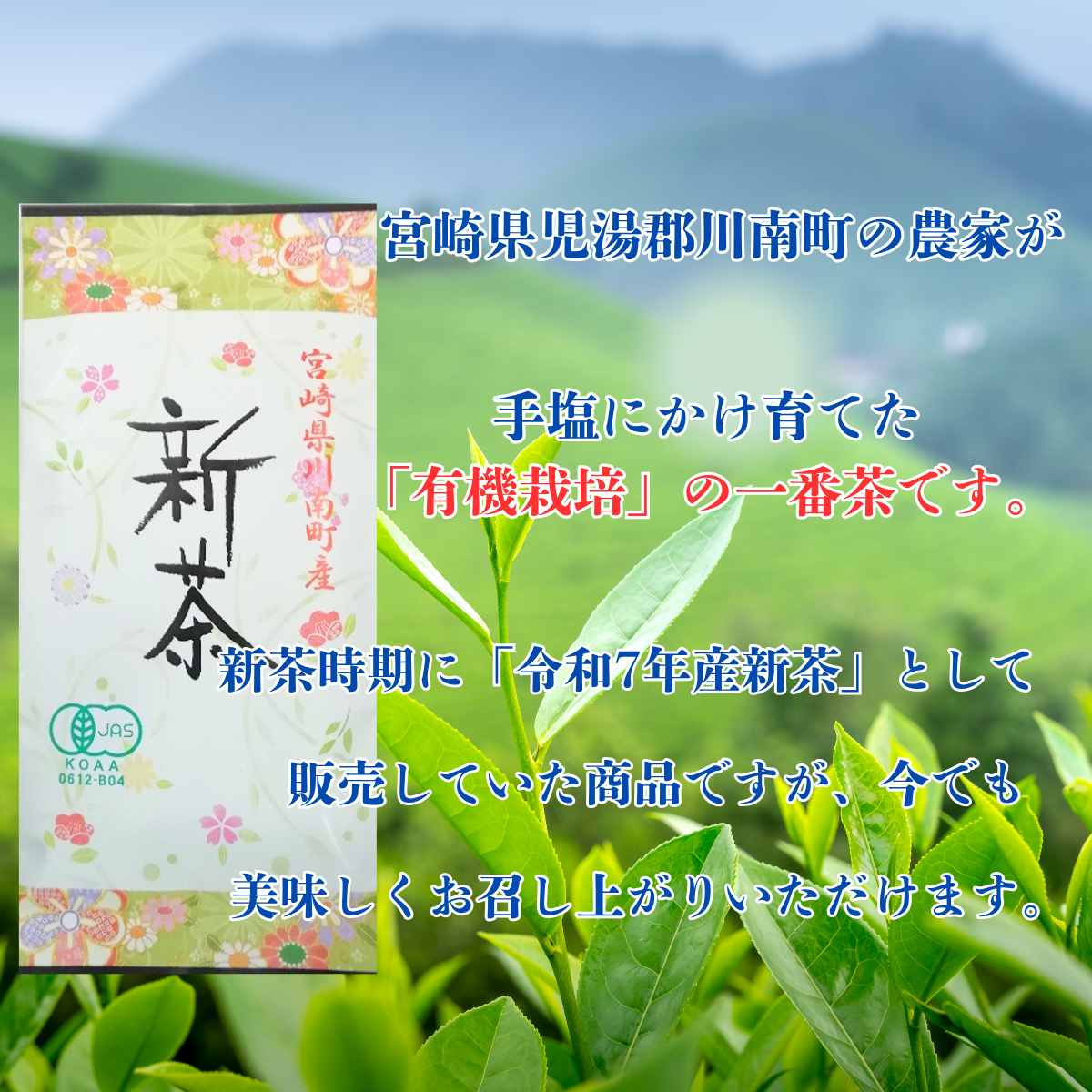 【アウトレット】一番茶有機栽培茶 12本セット