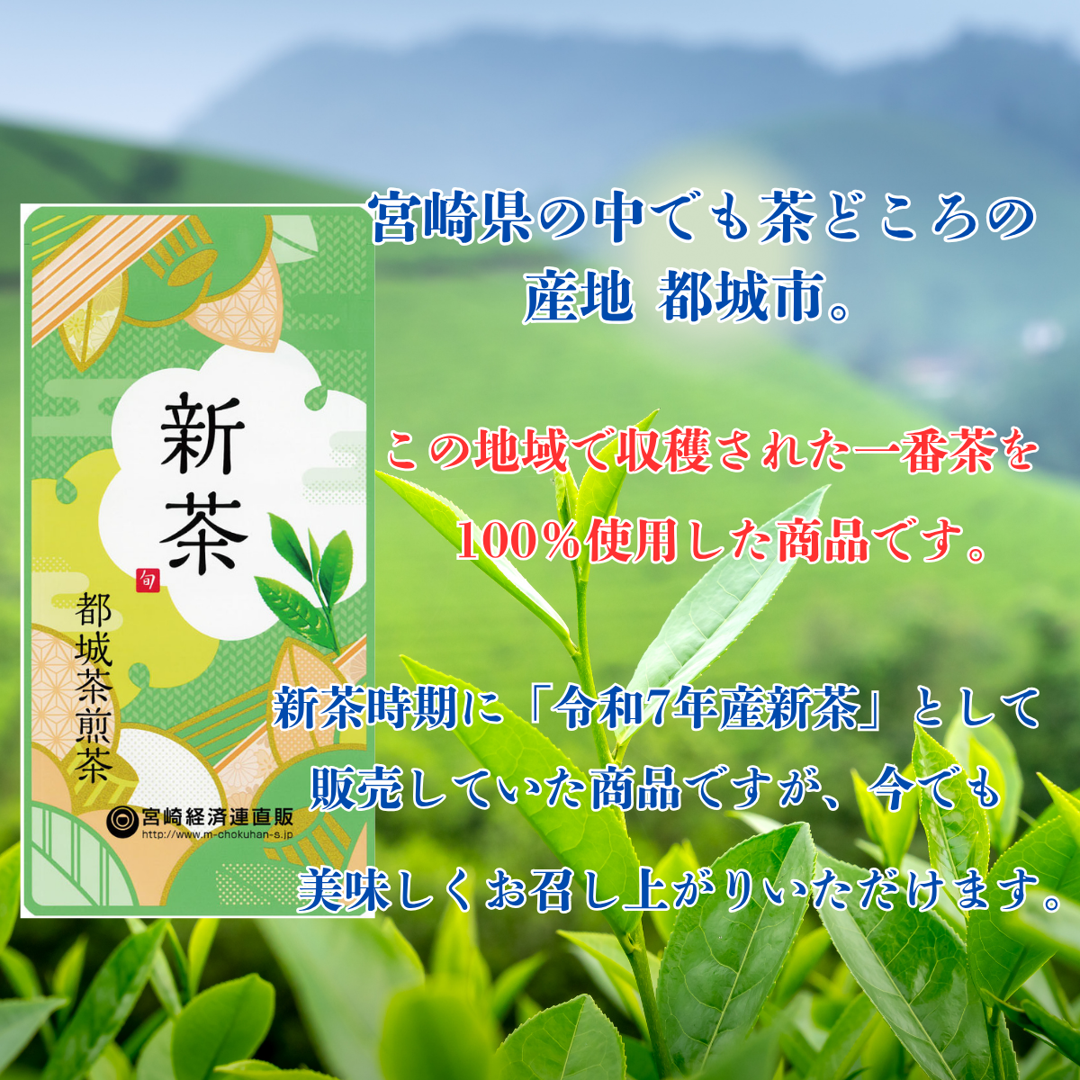 【アウトレット】一番茶都城煎茶 12本セット
