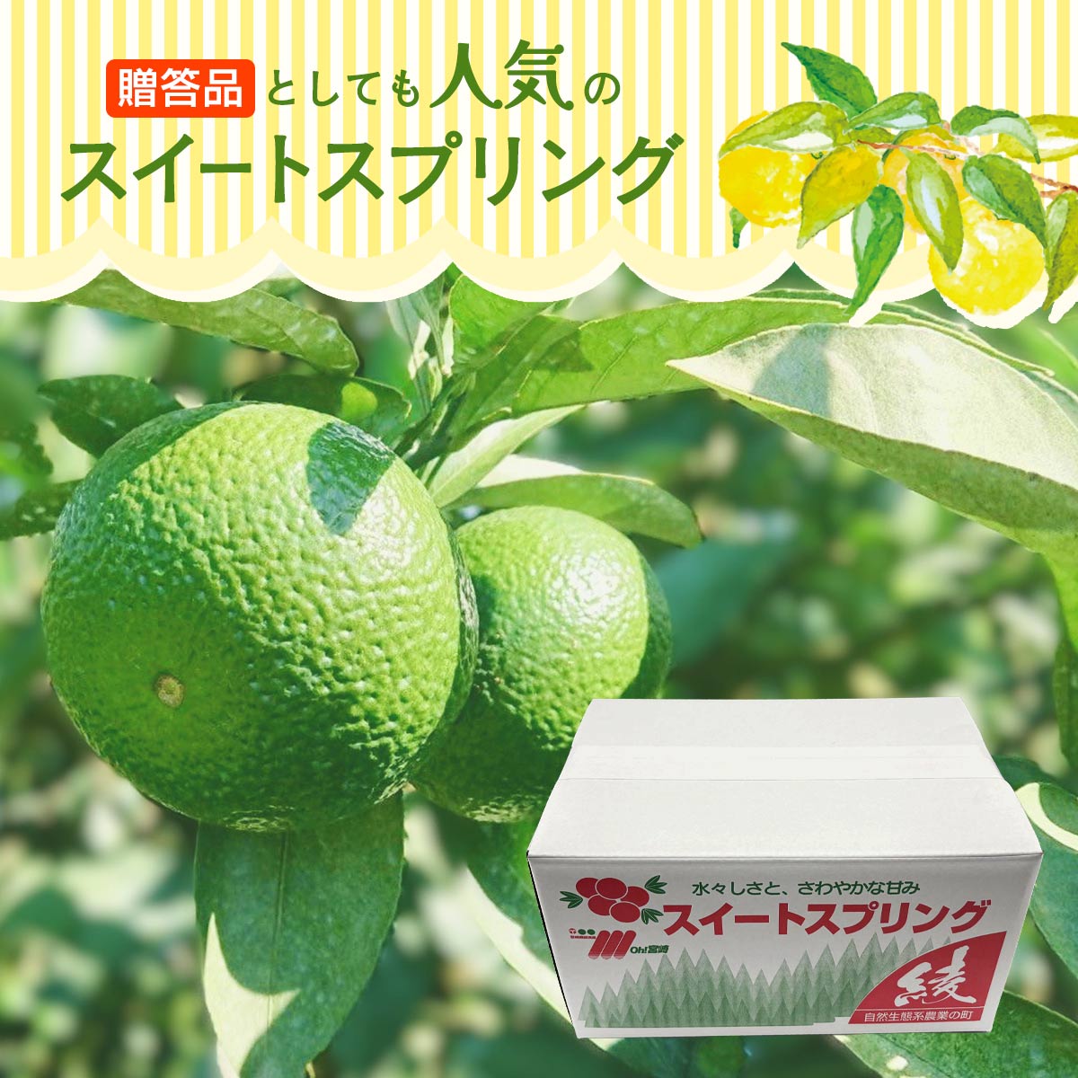 スイートスプリング【お徳用・段ボール入り】