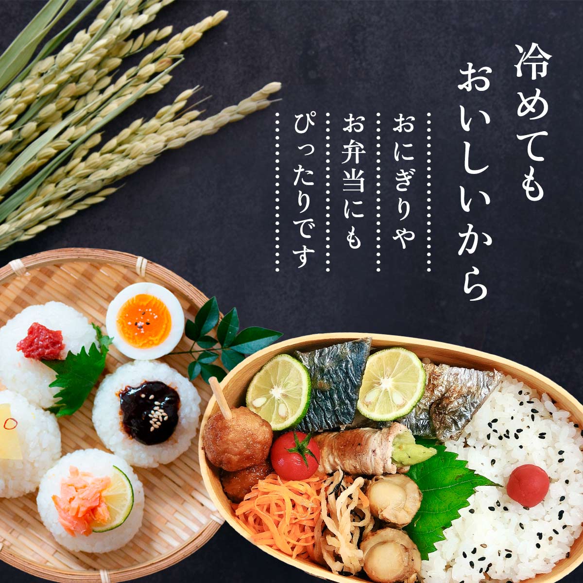【令和7年産】宮崎県産 無洗米 こしひかり 5kg×2