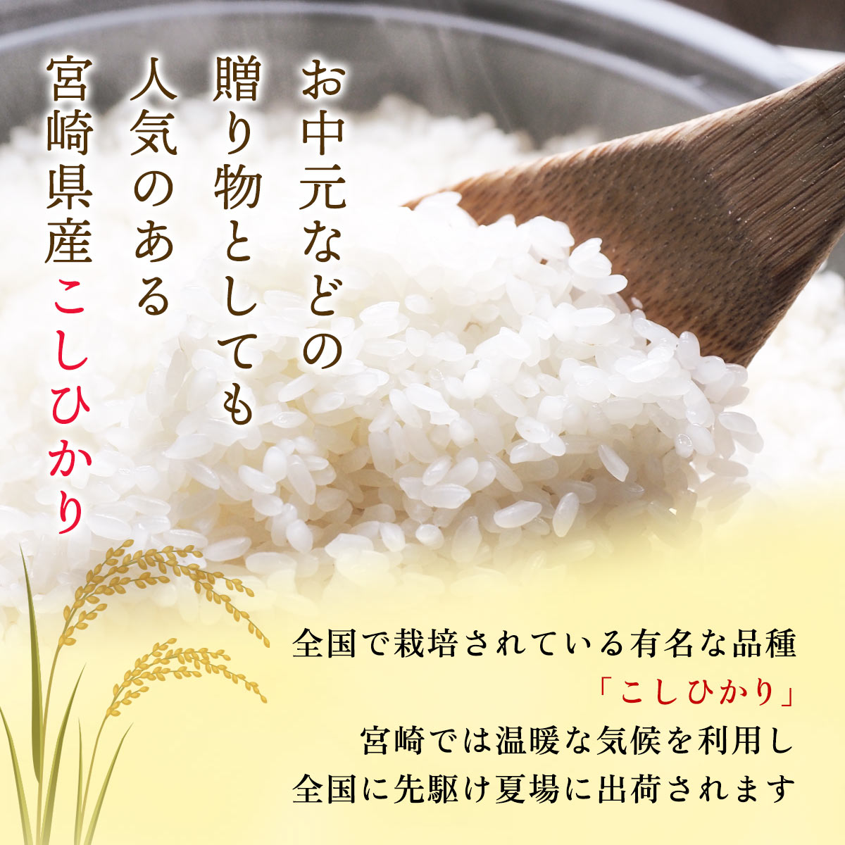 【送料無料】令和8年産 宮崎県産 こしひかり 2kg