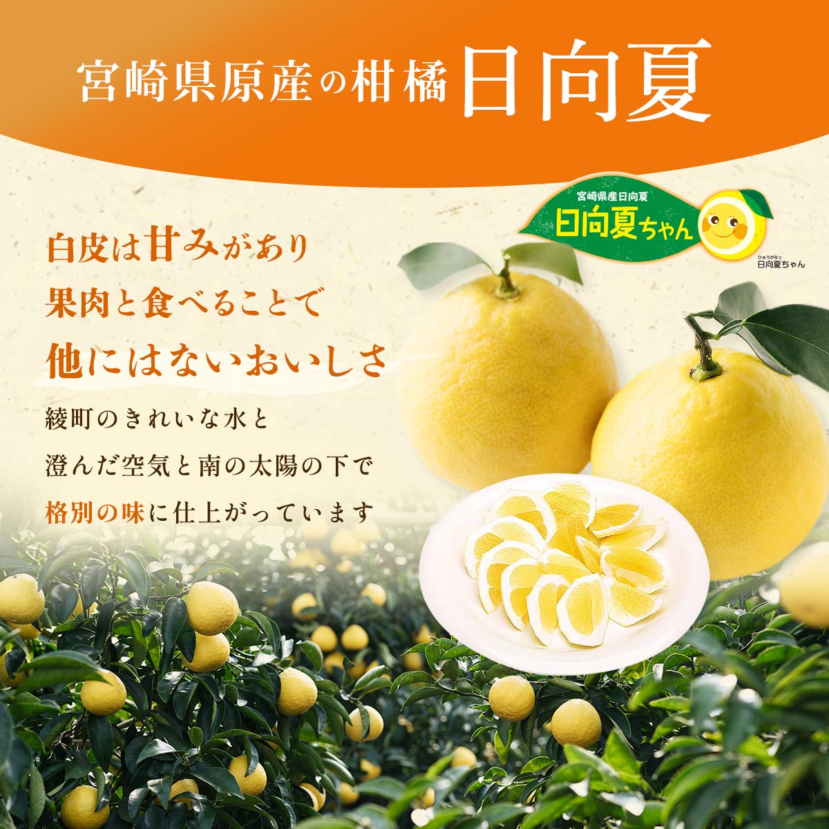 種なし日向夏　化粧箱