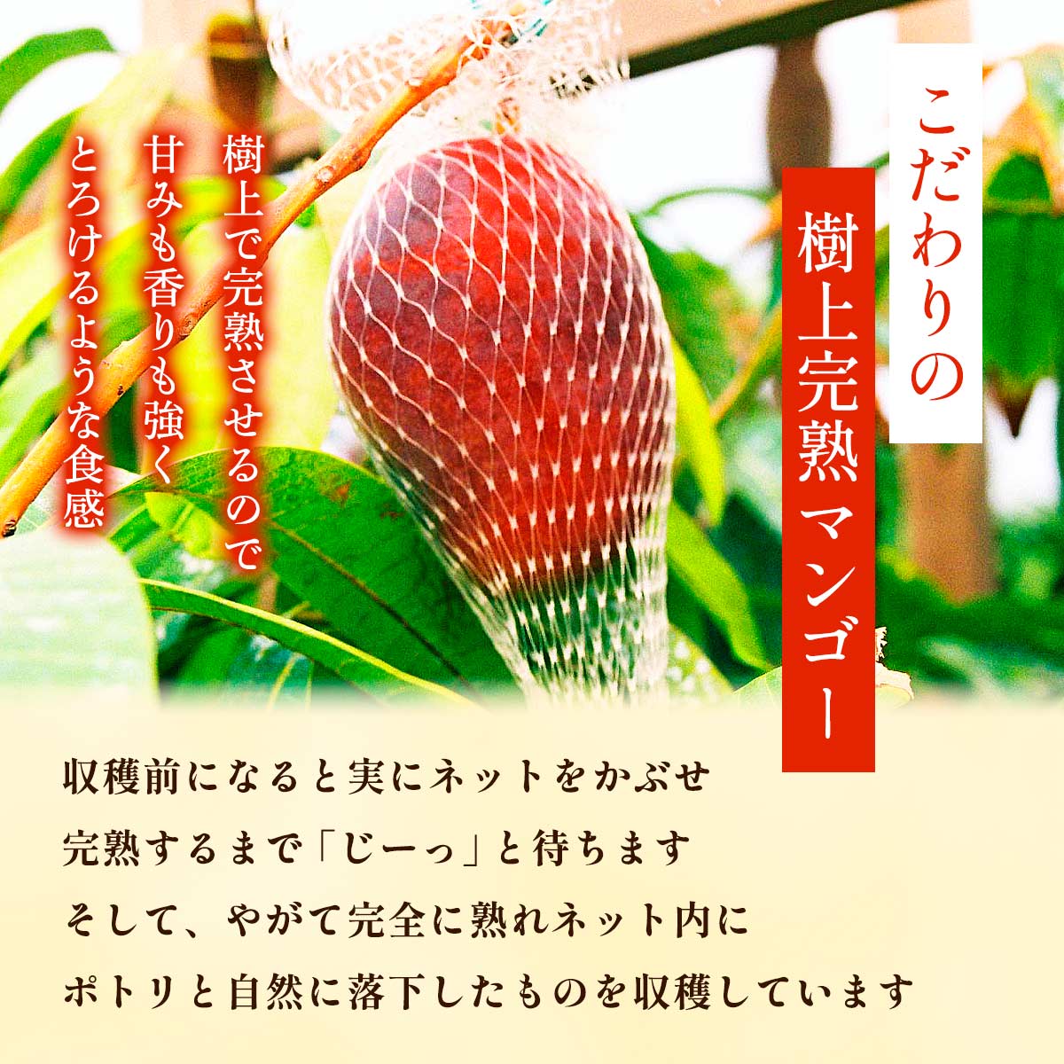 みやざき完熟マンゴー【700ｇ 化粧箱入】