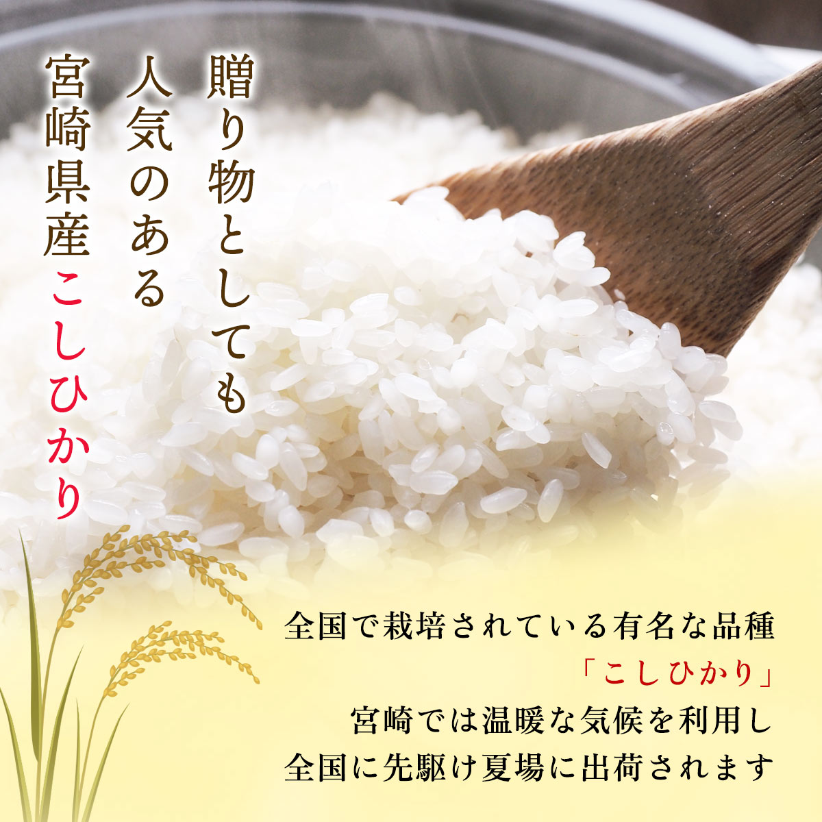 【令和7年産】宮崎県産 無洗米 こしひかり 5kg×2