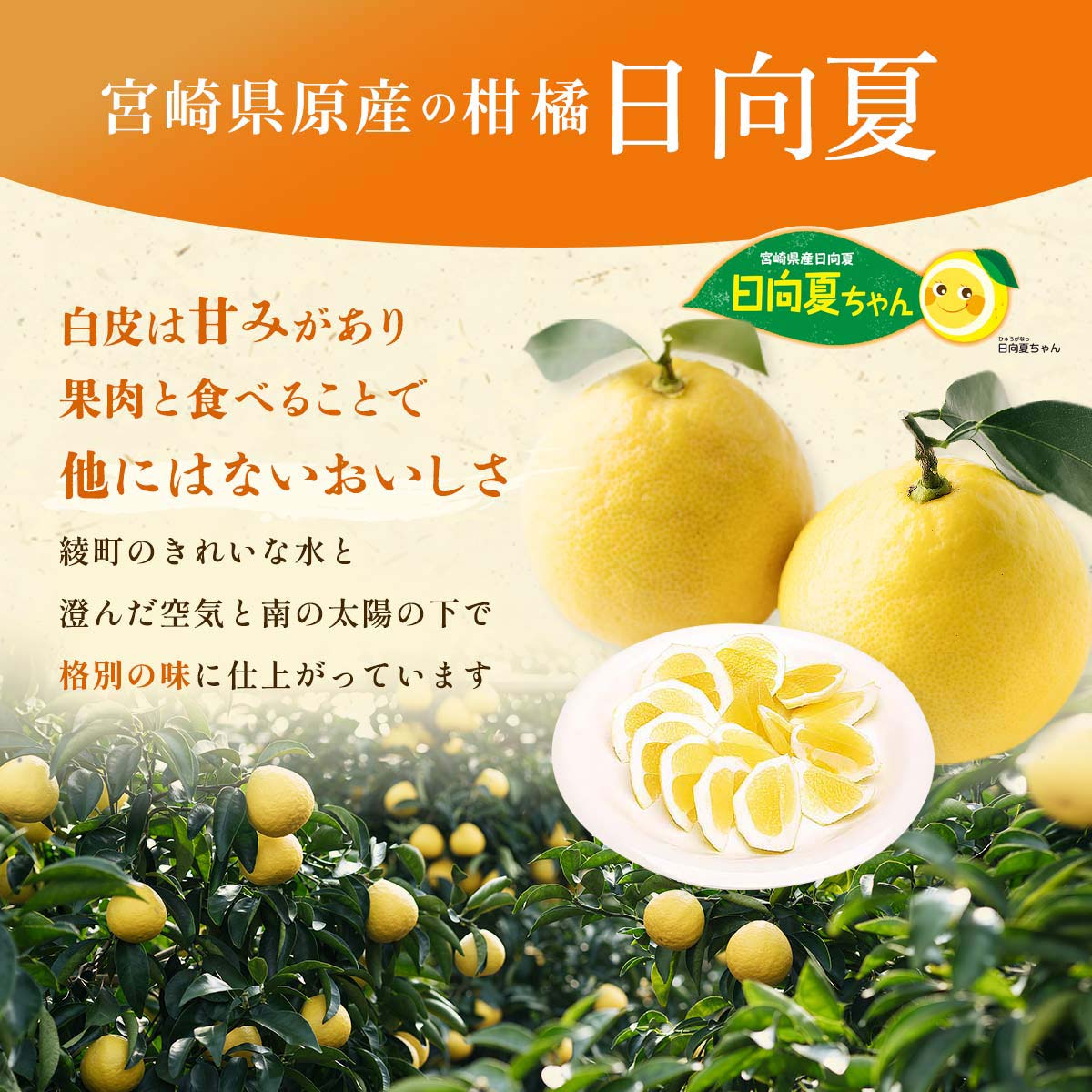 【訳あり】種なし日向夏DB 5㎏