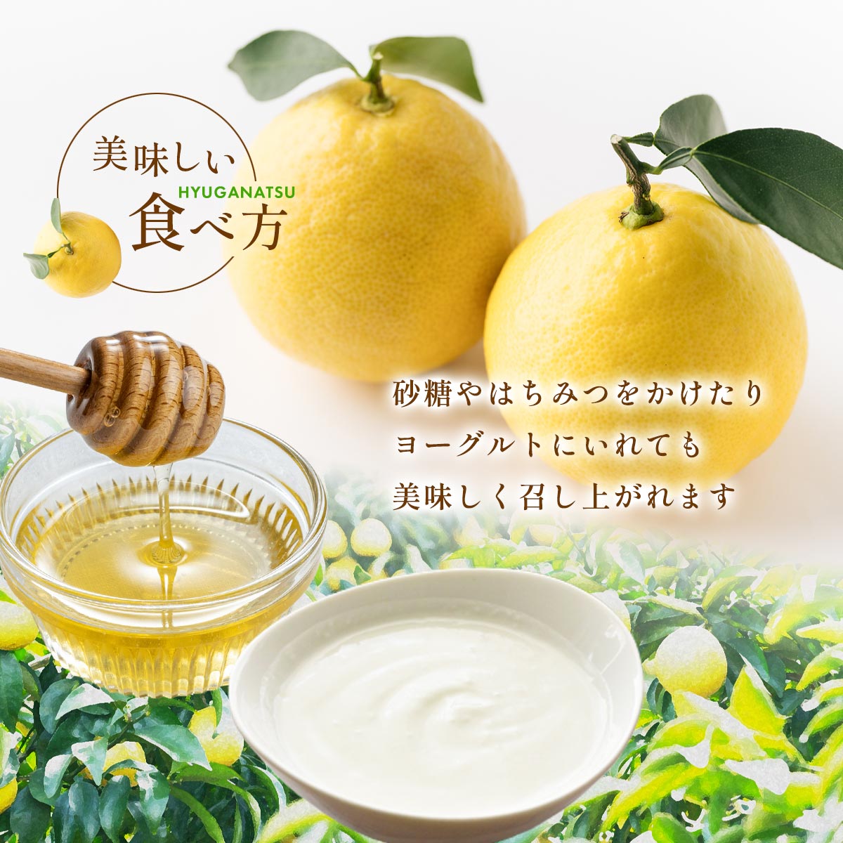 宮崎県産 日向夏 小説「薬屋のひとりごと」コラボパッケージ 2.5㎏（種少なめタイプ）